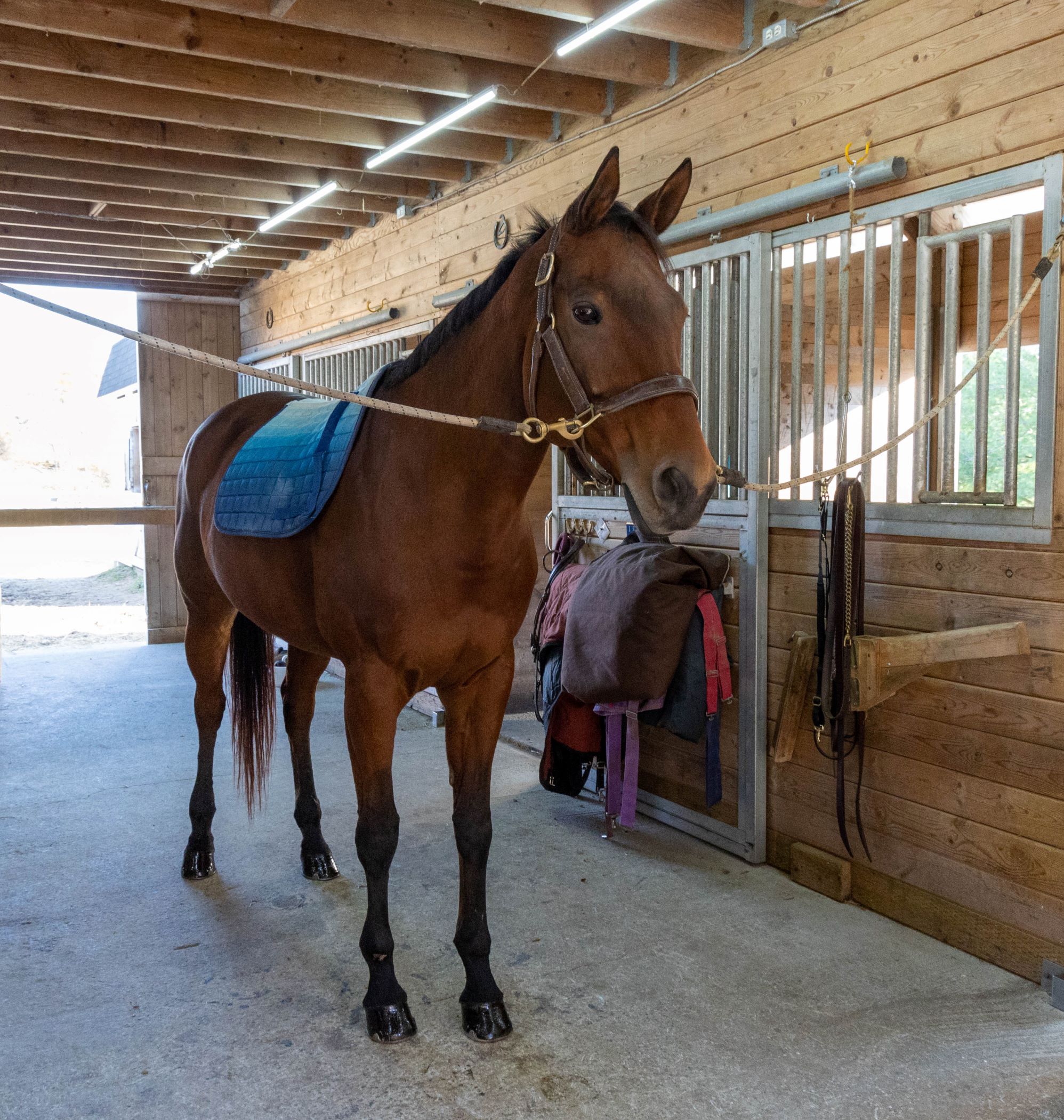 How To Tack Up Your Horse English, A Beginner's Guide The Flaxen Filly
