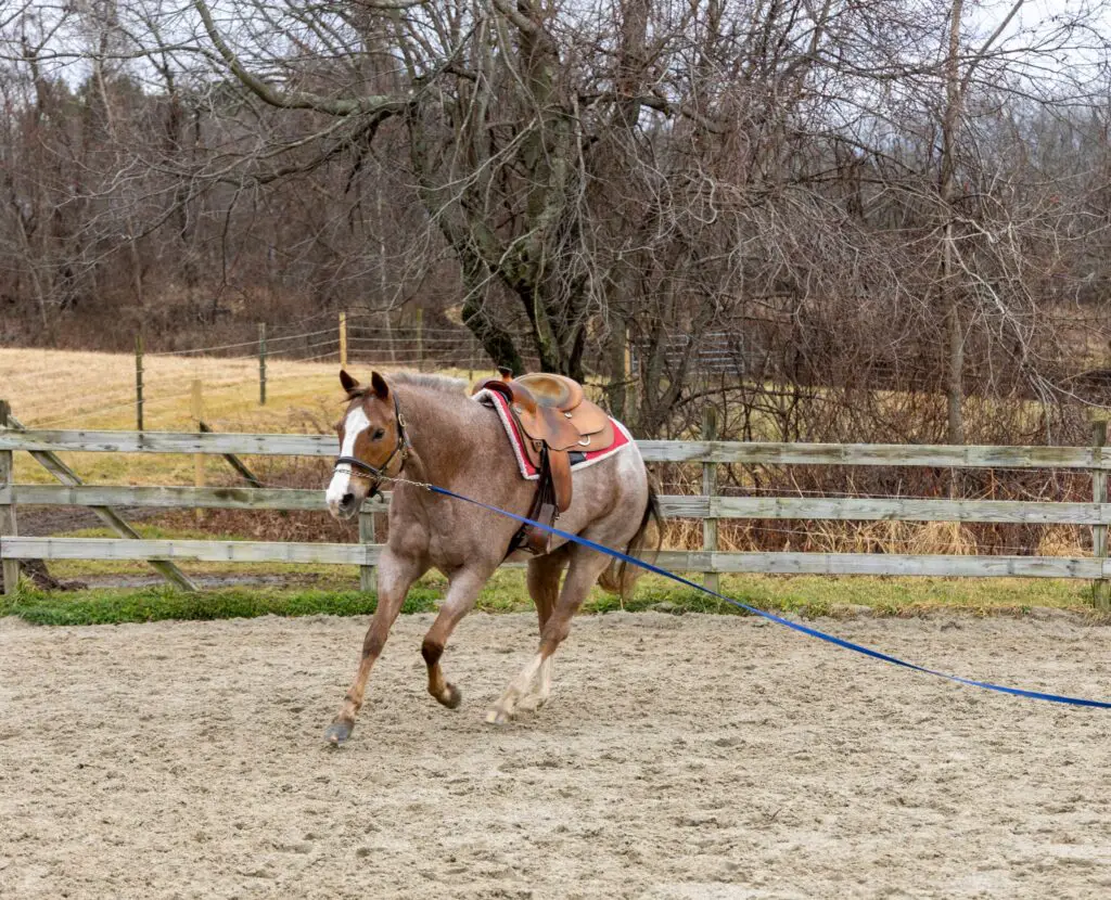 Should You Lunge Your Horse Before You Ride? How To Tell - The Flaxen Filly