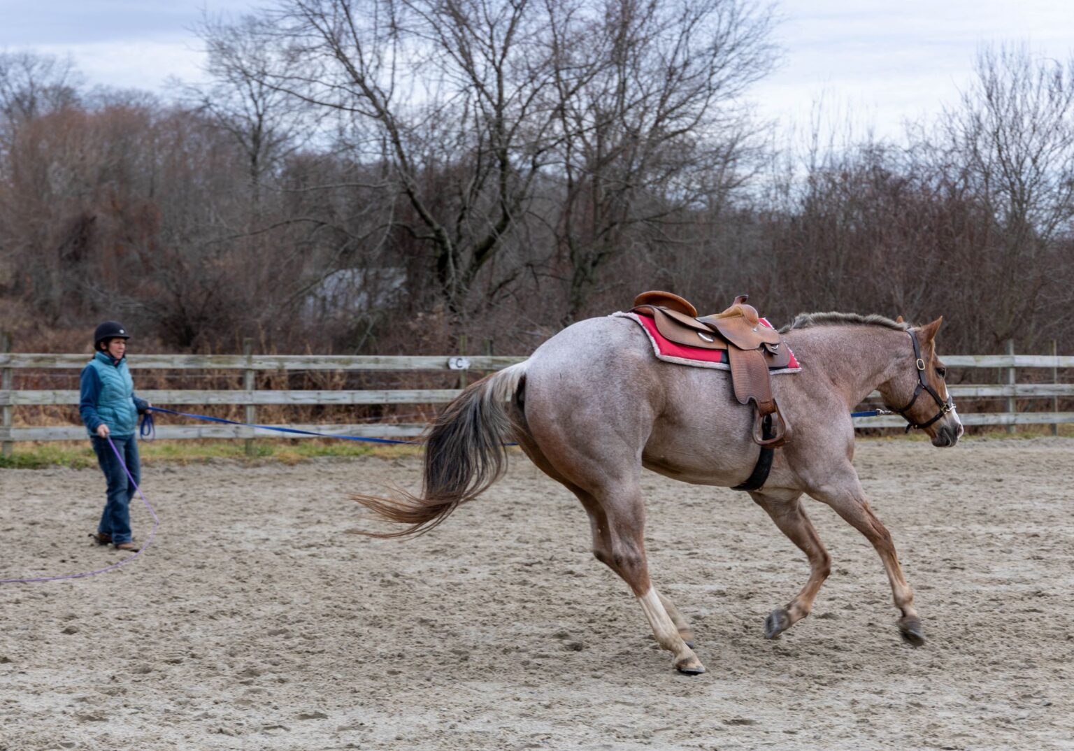 Should You Lunge Your Horse Before You Ride? How To Tell The Flaxen Filly