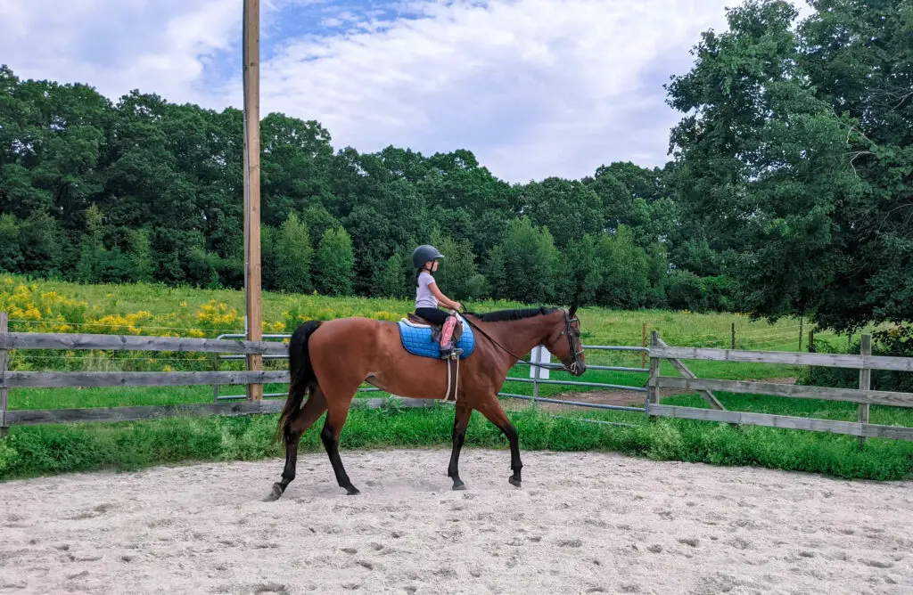 Learning about the aids and balance in your first riding lesson.