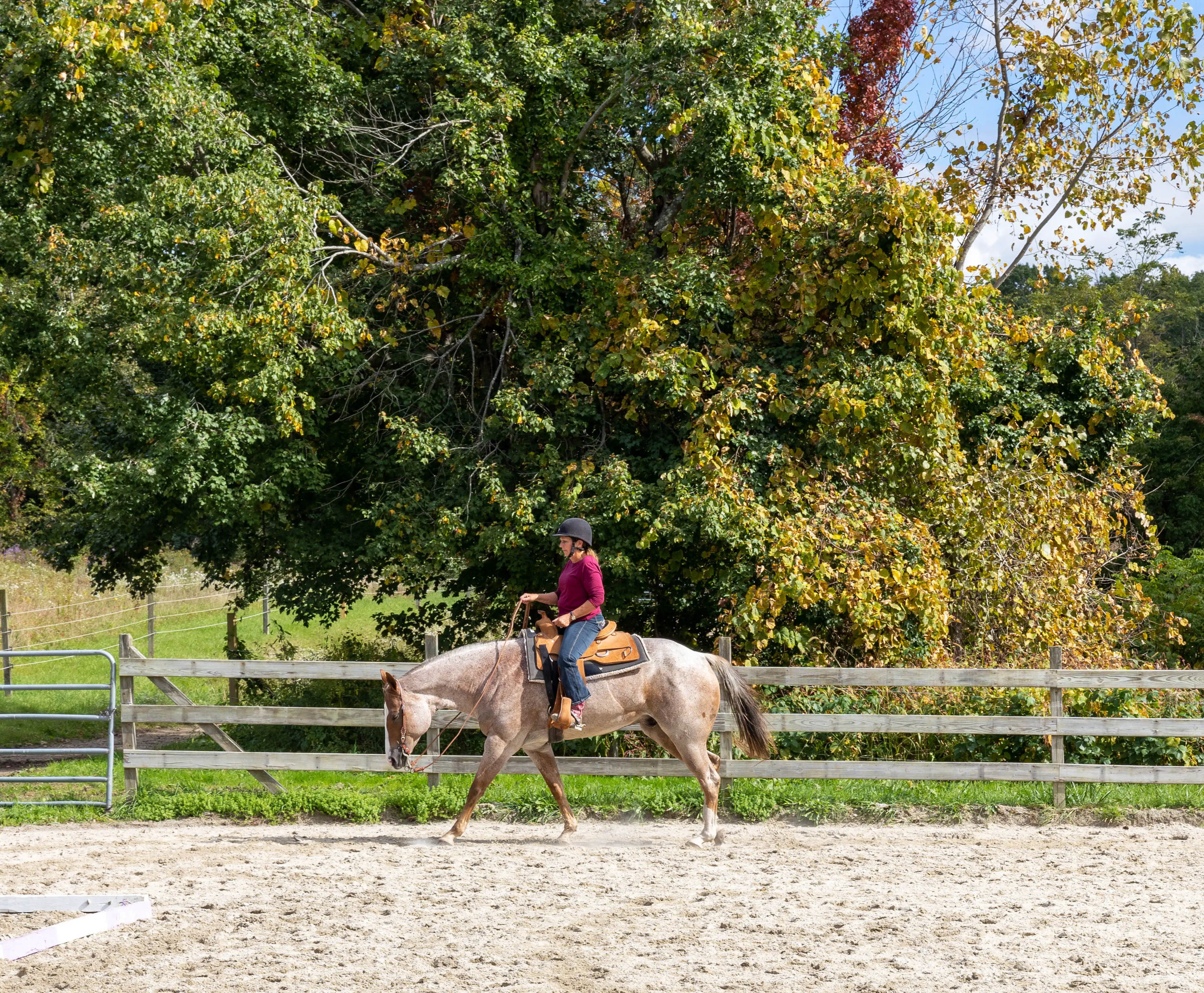 How to decide how often you should take riding lessons by analyzing your goals and budget.