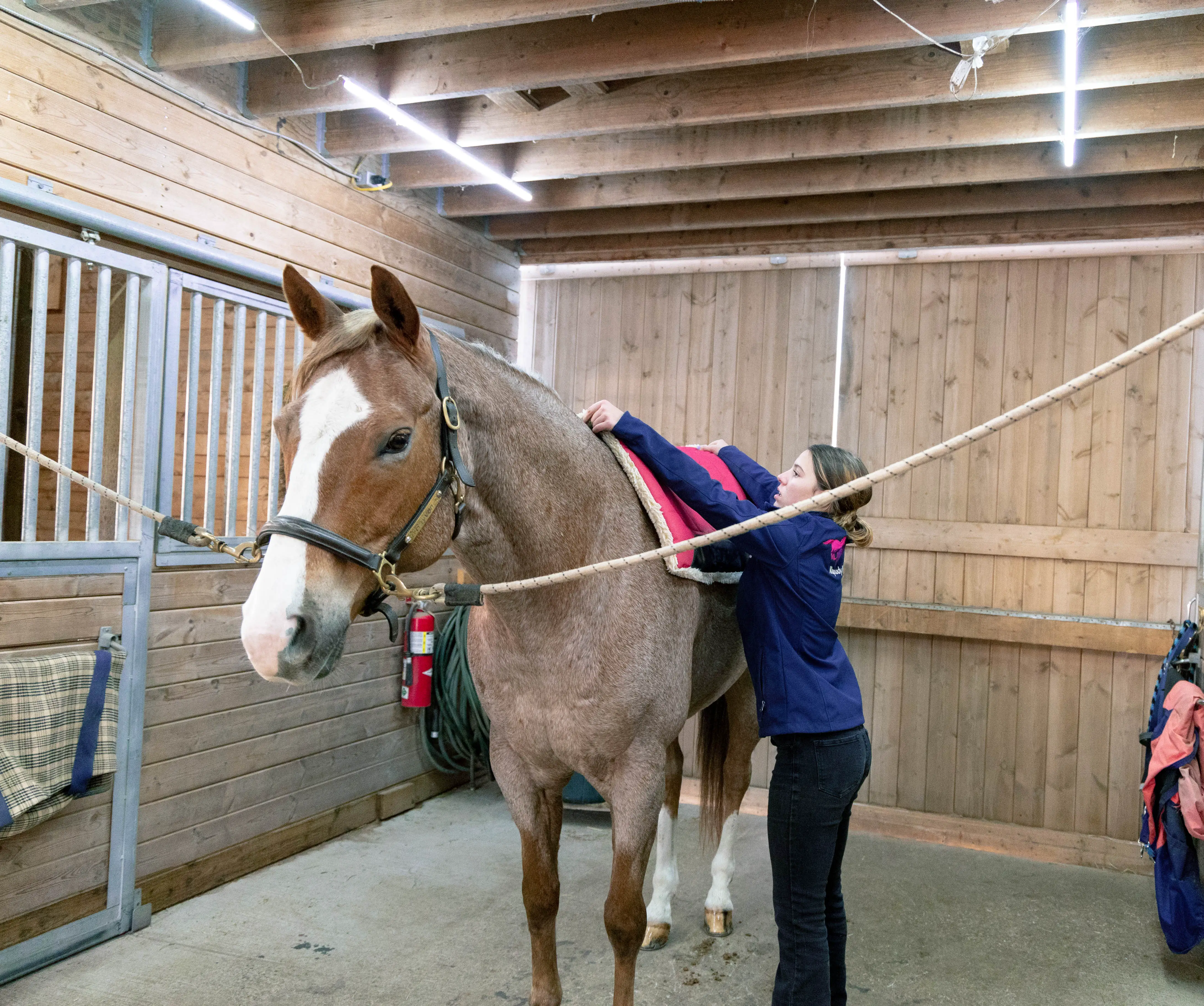 How to put on a saddle pad when learning to tack up your horse western.