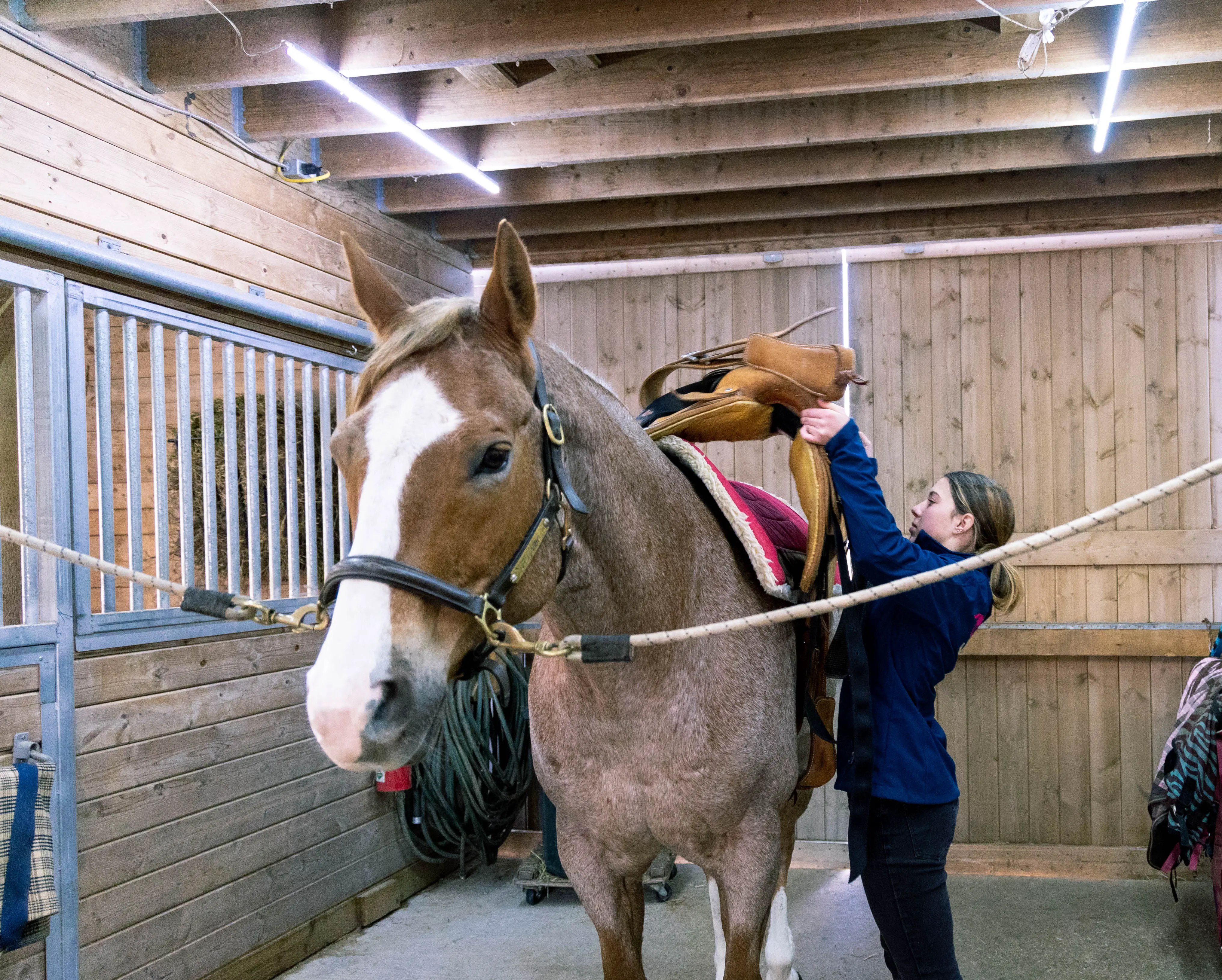 How to put the saddle on your horse when learning to tack up western.