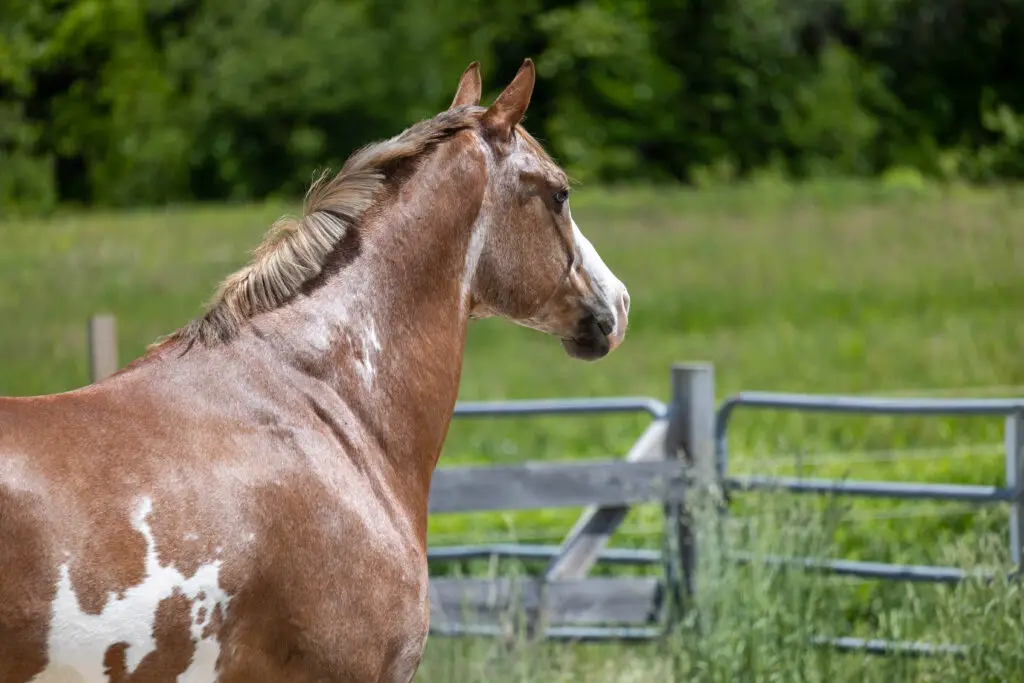 11 Ways To Help Your New Horse Settle In & How To Prepare The Flaxen