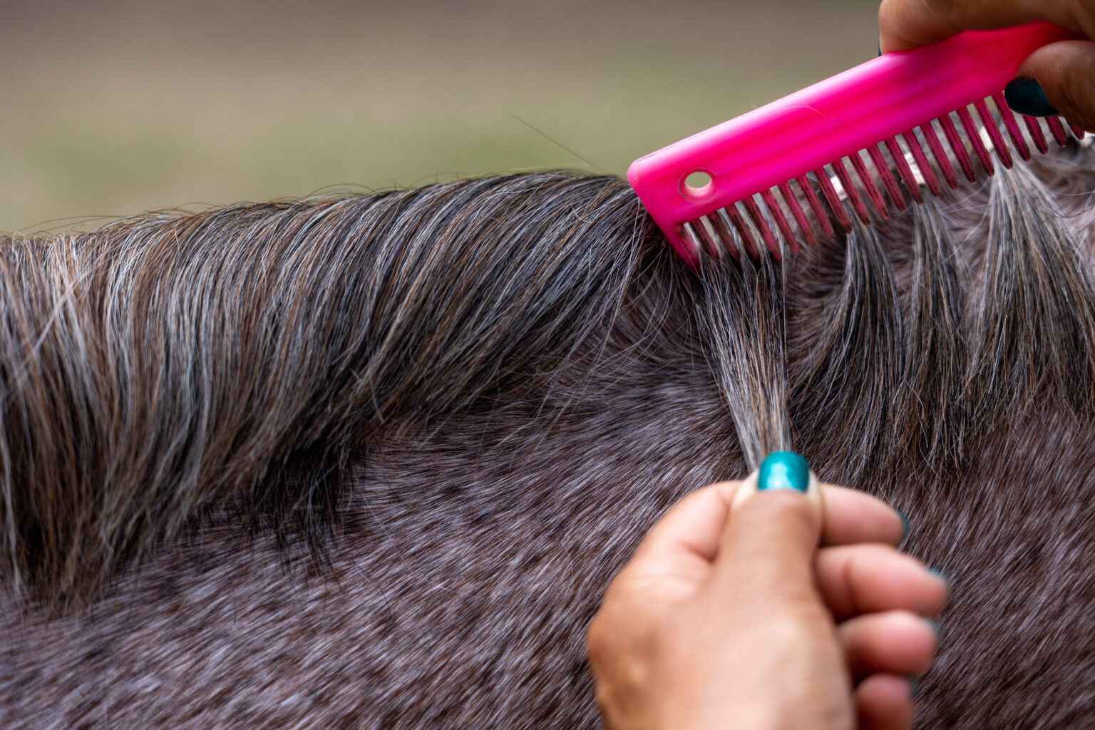 How To Band Your Horse's Mane For A Horse Show The Flaxen Filly