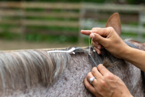 How To Band Your Horse's Mane For A Horse Show - The Flaxen Filly