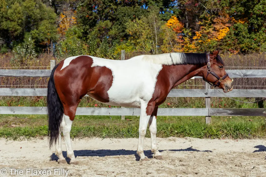 A horse's conformation being assessed during a pre-purchase exam.